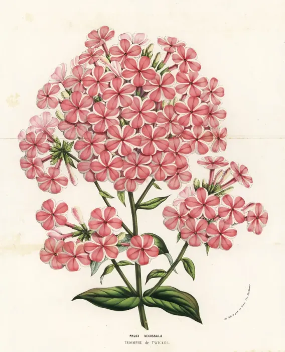 Framed Print : Gardem phlox variety, Triomphe de Twickel, Phlox paniculata Framed Print : Gardem phlox variety, Triomphe de Twickel, Phlox paniculata