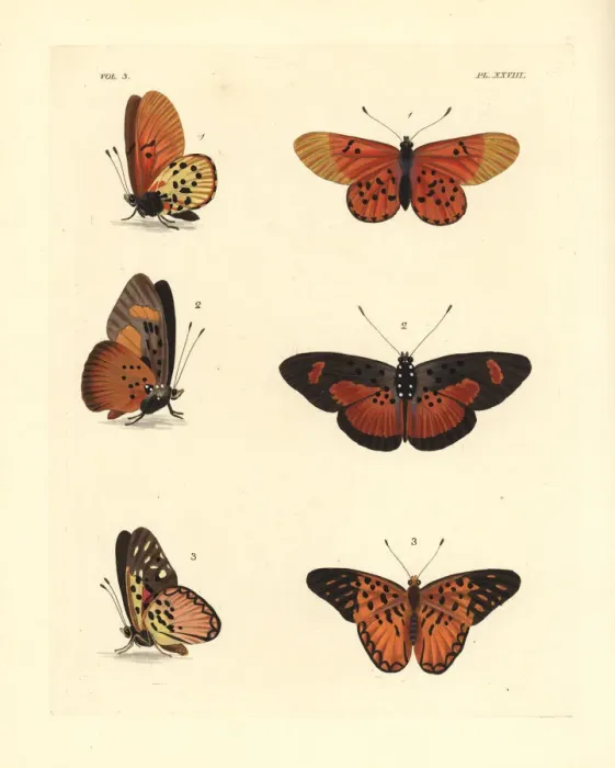 Framed Print : Garden acraea, common bematistes, and western Framed Print : Garden acraea, common bematistes, and western
