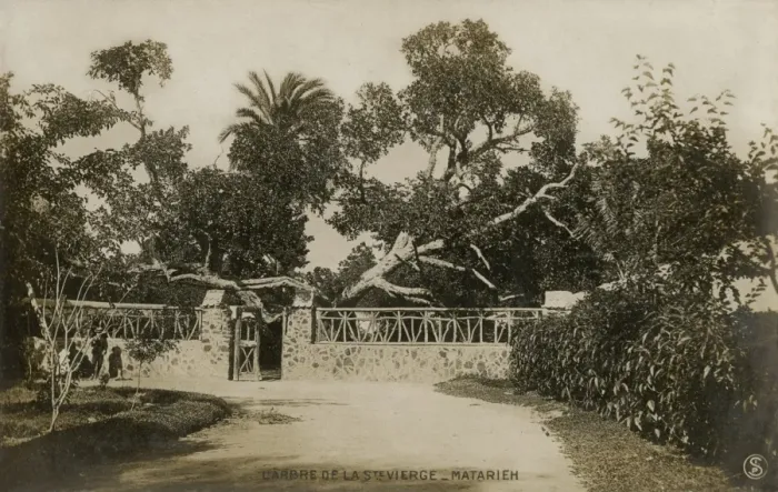 Framed Print : Garden in Al-Matariyyah, Cairo Framed Print : Garden in Al-Matariyyah, Cairo