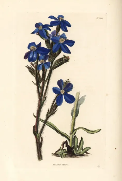 Framed Print : Garden anchusa or Italian bugloss, Anchusa azurea Framed Print : Garden anchusa or Italian bugloss, Anchusa azurea