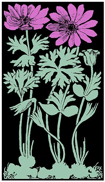 Garden Anemone. Studies in plant form with suggestions for their application to design