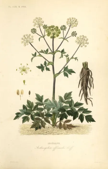 Framed Print : Garden angelica or wild celery, Angelica archangelica Framed Print : Garden angelica or wild celery, Angelica archangelica