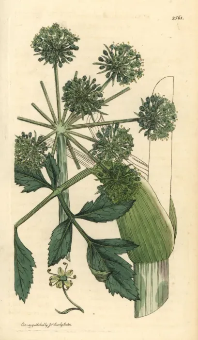 Framed Print : Garden angelica or wild celery, Angelica archangelica Framed Print : Garden angelica or wild celery, Angelica archangelica