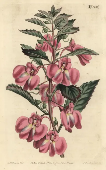 Framed Print : Garden balsam, Impatiens balsamina Framed Print : Garden balsam, Impatiens balsamina