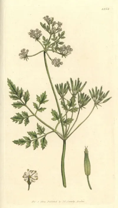 Framed Print : Garden chervil, Anthriscus cerefolium Framed Print : Garden chervil, Anthriscus cerefolium
