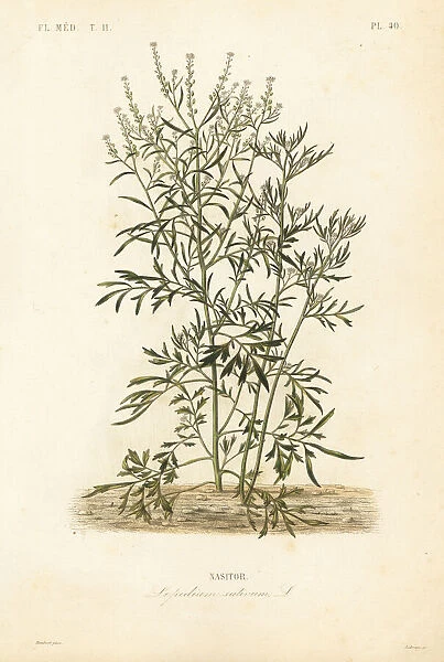 Garden cress, Lepidium sativum