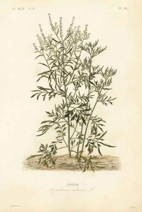 Framed Print : Garden cress, Lepidium sativum