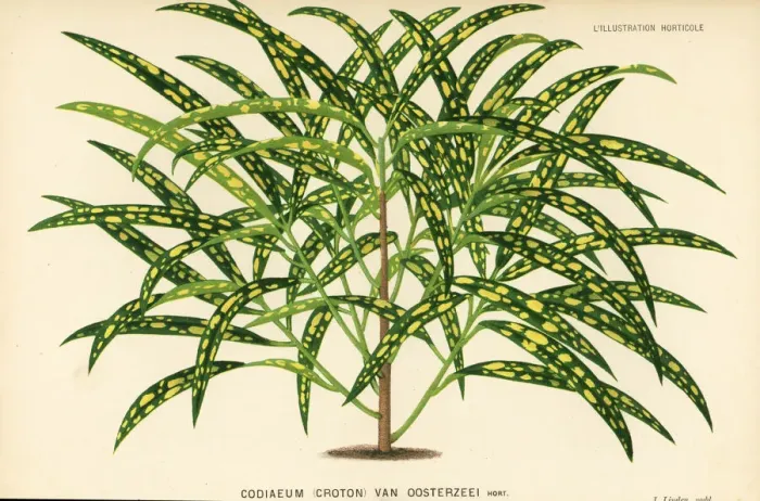 Framed Print : Garden croton, Codiaeum variegatum Framed Print : Garden croton, Codiaeum variegatum