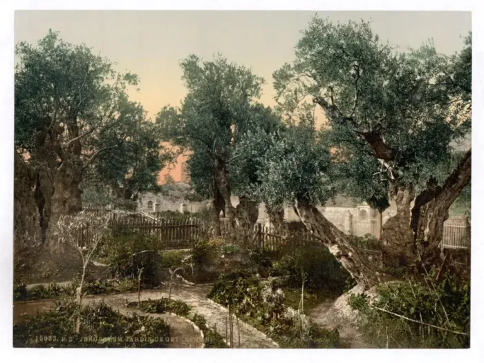 Framed Print : Garden of Gethsemane, Jerusalem, Holy Land