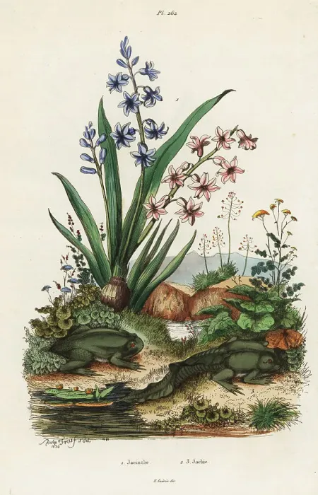 Framed Print : Garden hyacinth and paradoxical frog Framed Print : Garden hyacinth and paradoxical frog