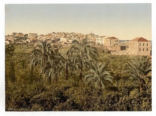 From the garden, Jaffa, Holy Land, (i. e. Israel)