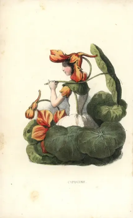Framed Print : Garden nasturtium flower fairy, Tropaeolum majus Framed Print : Garden nasturtium flower fairy, Tropaeolum majus
