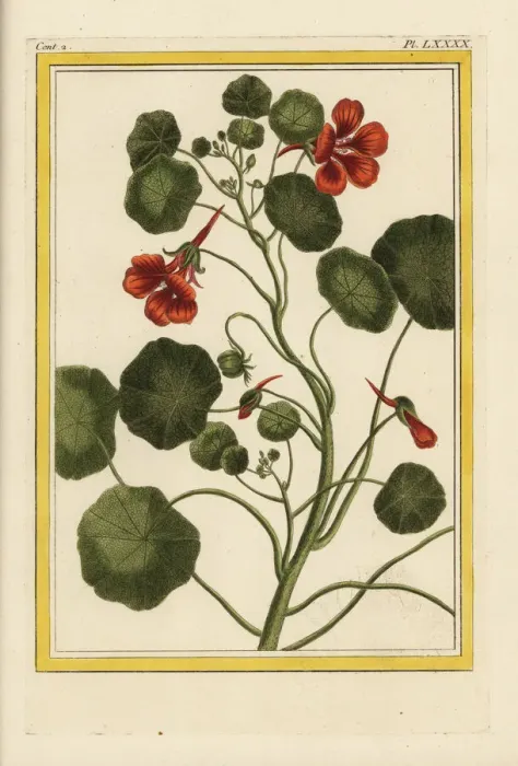 Framed Print : Garden nasturtium, Tropaeolum majus Framed Print : Garden nasturtium, Tropaeolum majus