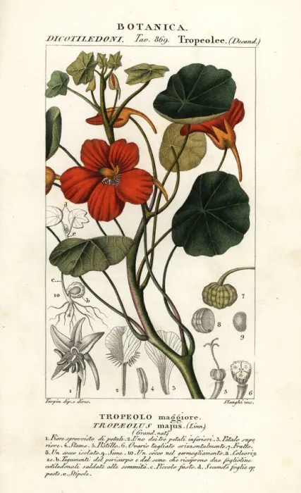 Framed Print : Garden nasturtium, Tropaeolum majus Framed Print : Garden nasturtium, Tropaeolum majus