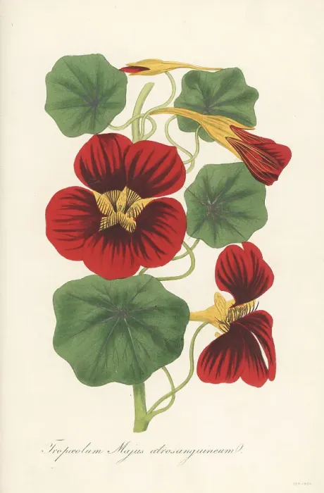 Framed Print : Garden nasturtium, Tropaeolum majus Framed Print : Garden nasturtium, Tropaeolum majus