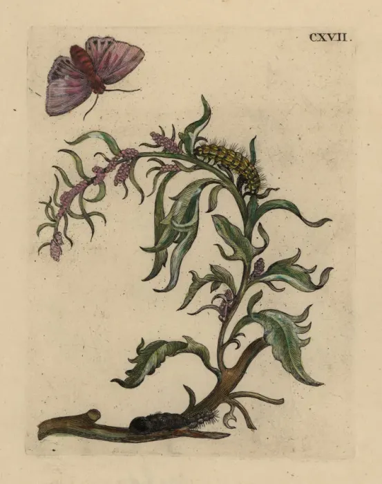 Framed Print : Garden orache with moth Framed Print : Garden orache with moth