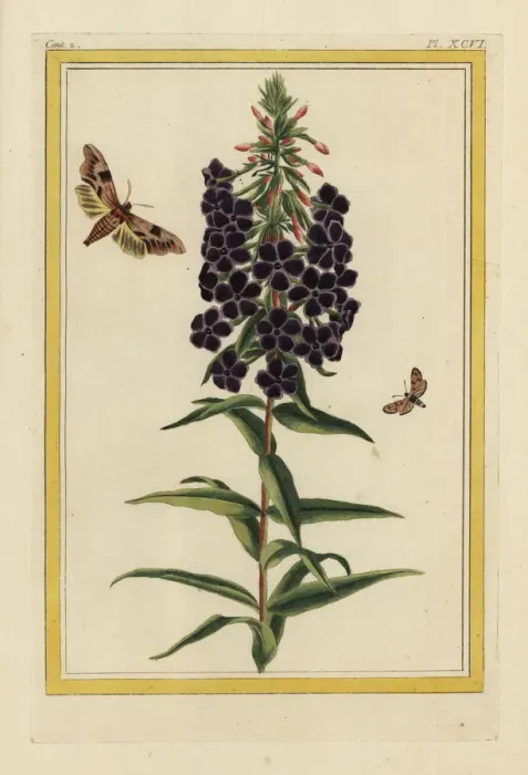 Framed Print : Garden phlox, Phlox paniculata Framed Print : Garden phlox, Phlox paniculata