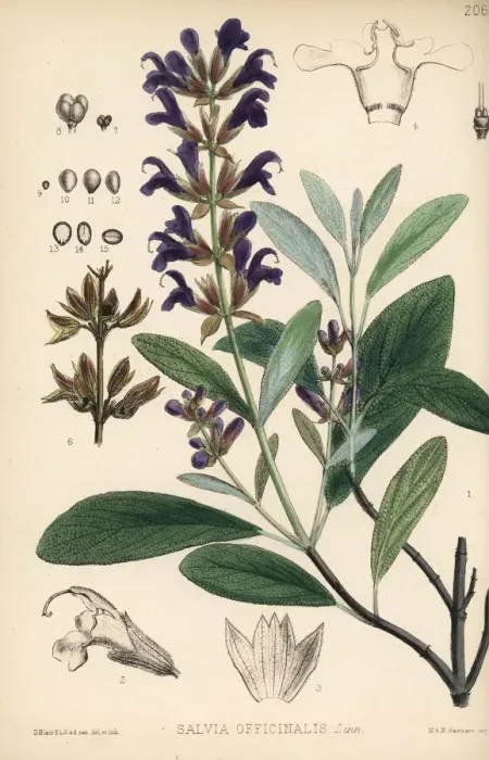 Framed Print : Garden sage, Salvia officinalis Framed Print : Garden sage, Salvia officinalis