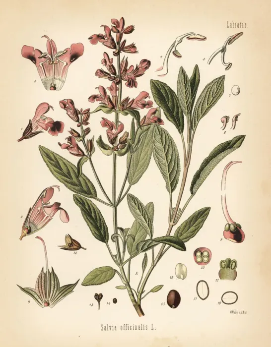 Framed Print : Garden sage, Salvia officinalis Framed Print : Garden sage, Salvia officinalis