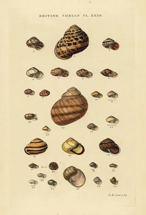 Framed Print : Garden snail, Cornu aspersum, Roman snail, Helix pomatia, etc Framed Print : Garden snail, Cornu aspersum, Roman snail, Helix pomatia, etc