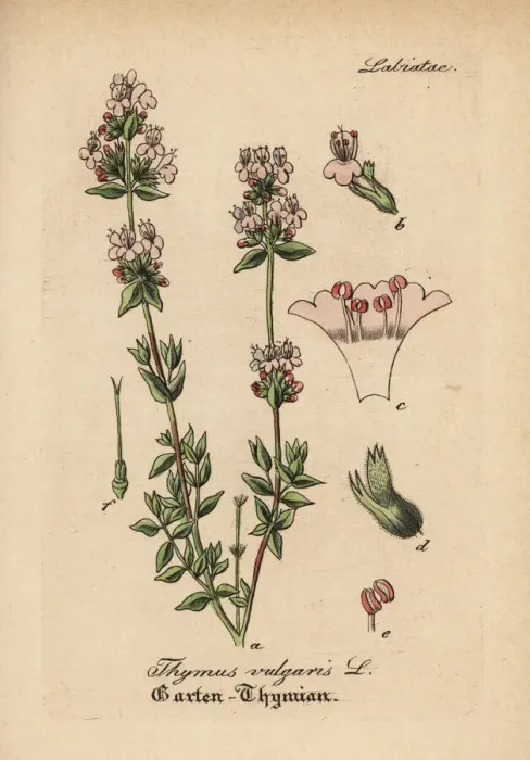 Framed Print : Garden thyme, Thymus vulgaris Framed Print : Garden thyme, Thymus vulgaris