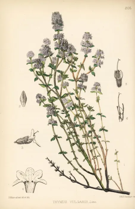 Framed Print : Garden thyme, Thymus vulgaris Framed Print : Garden thyme, Thymus vulgaris