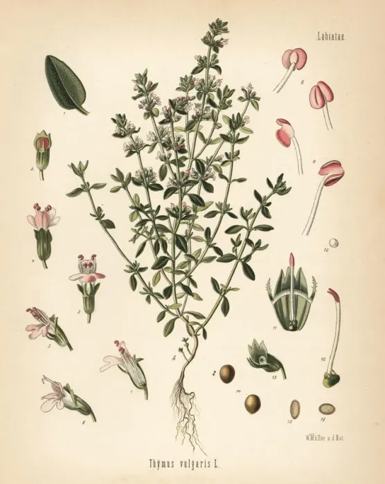 Framed Print : Garden thyme, Thymus vulgaris Framed Print : Garden thyme, Thymus vulgaris