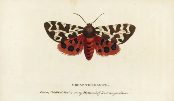Framed Print : Garden tiger moth, Arctia caja Framed Print : Garden tiger moth, Arctia caja