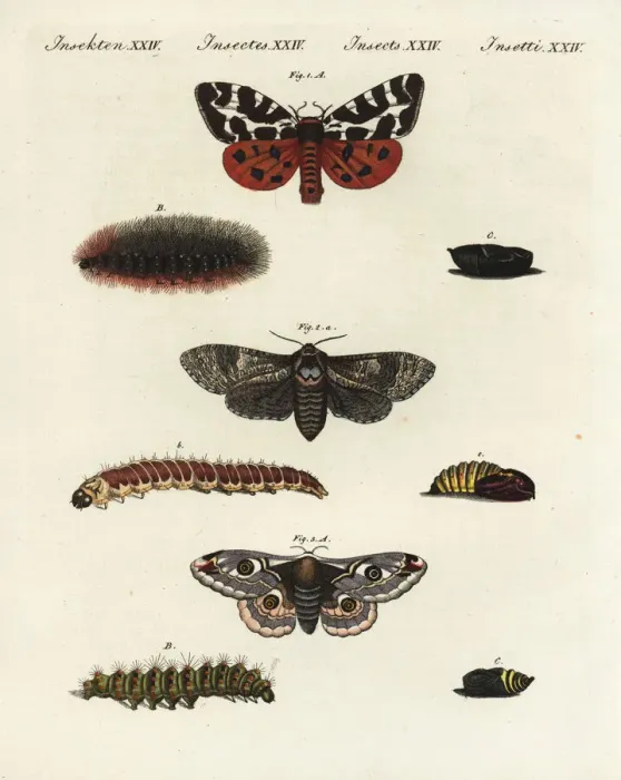Framed Print : Garden tiger moth, goat moth and small emperor moth Framed Print : Garden tiger moth, goat moth and small emperor moth