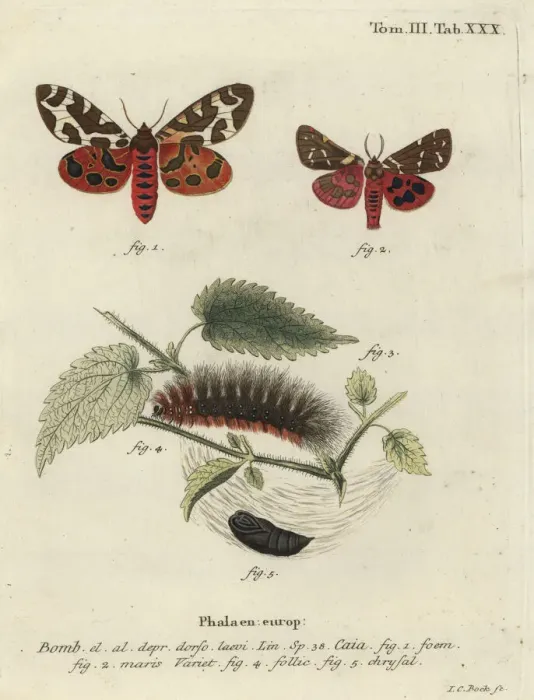 Framed Print : Garden tiger moth or great tiger moth, Arctia caja Framed Print : Garden tiger moth or great tiger moth, Arctia caja