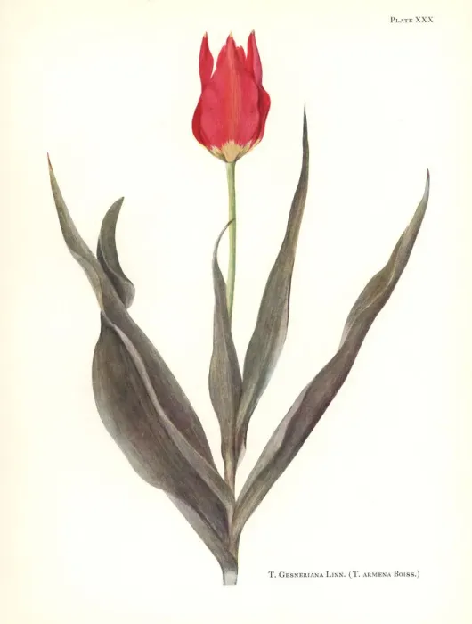 Framed Print : Garden tulip, Tulipa gesneriana Framed Print : Garden tulip, Tulipa gesneriana