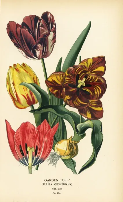 Framed Print : Garden tulip, Tulipa gesneriana Framed Print : Garden tulip, Tulipa gesneriana