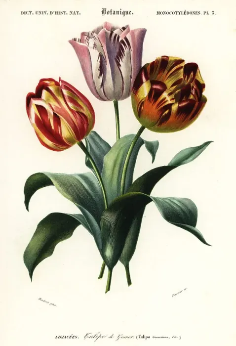 Framed Print : Garden tulip, Tulipa gesneriana Framed Print : Garden tulip, Tulipa gesneriana