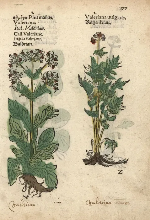 Framed Print : Garden valerian, Valeriana officinalis Framed Print : Garden valerian, Valeriana officinalis