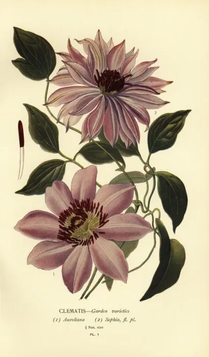 Framed Print : Garden varieties of clematis Framed Print : Garden varieties of clematis