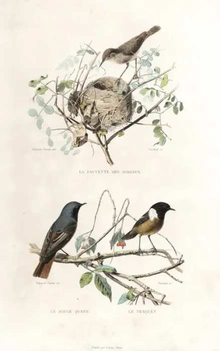 Framed Print : Garden warbler, redstart and European stonechat Framed Print : Garden warbler, redstart and European stonechat