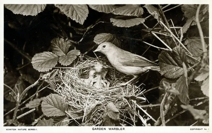 Framed Print : Garden Warbler (Sylvia borin) Framed Print : Garden Warbler (Sylvia borin)
