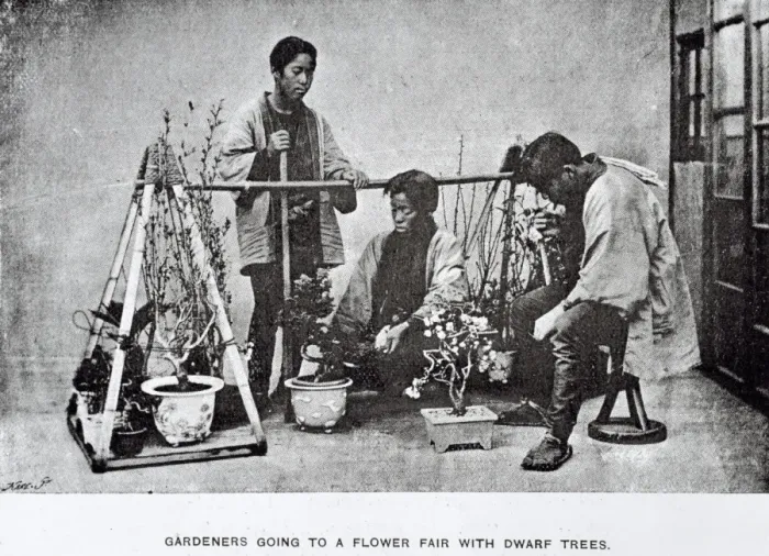 Framed Print : Gardeners with bonsai Framed Print : Gardeners with bonsai