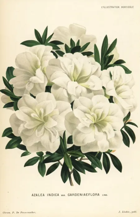 Framed Print : Gardeniaeflora azalea, Rhododendron indicum Framed Print : Gardeniaeflora azalea, Rhododendron indicum