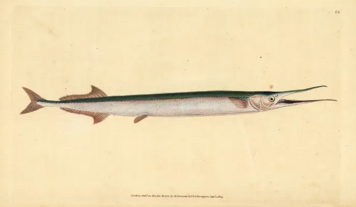 Framed Print : Garfish or sea needle, Belone belone Framed Print : Garfish or sea needle, Belone belone