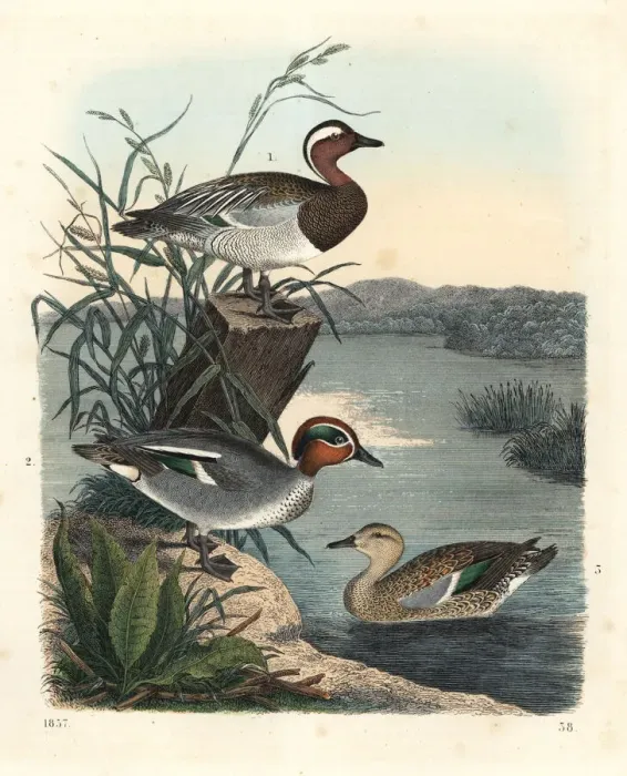 Framed Print : Garganay and common teal Framed Print : Garganay and common teal