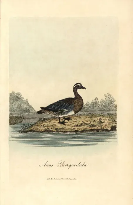 Framed Print : Garganey, Anas querquedula Framed Print : Garganey, Anas querquedula