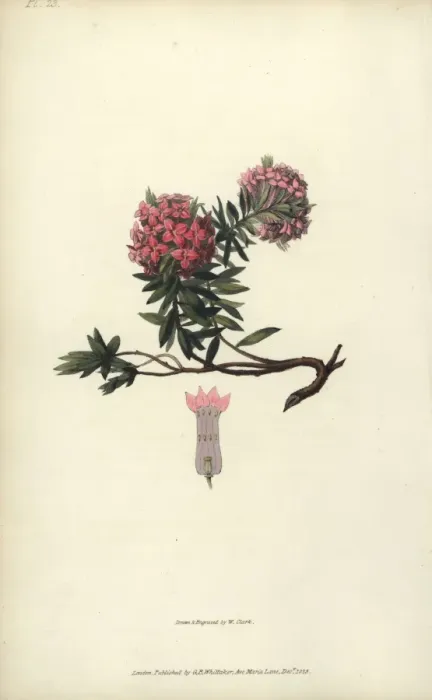 Framed Print : Garland flower, Daphne cneorum Framed Print : Garland flower, Daphne cneorum