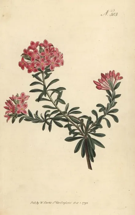 Framed Print : Garland flower, Daphne cneorum Framed Print : Garland flower, Daphne cneorum
