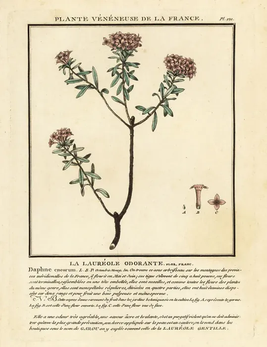 Framed Print : Garland flower, Daphne cneorum Framed Print : Garland flower, Daphne cneorum