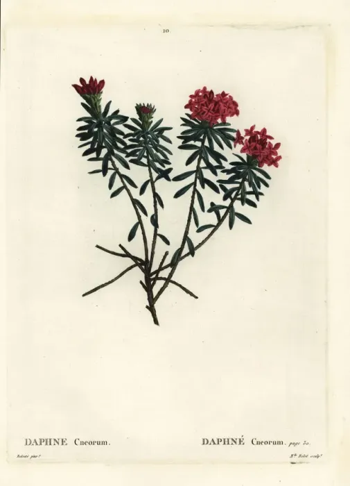 Framed Print : Garland flower or rose daphne, Daphne cneorum Framed Print : Garland flower or rose daphne, Daphne cneorum