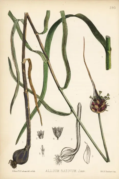 Framed Print : Garlic, Allium sativum Framed Print : Garlic, Allium sativum