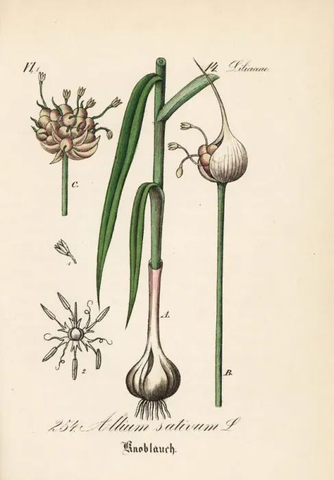 Framed Print : Garlic, Allium sativum Framed Print : Garlic, Allium sativum