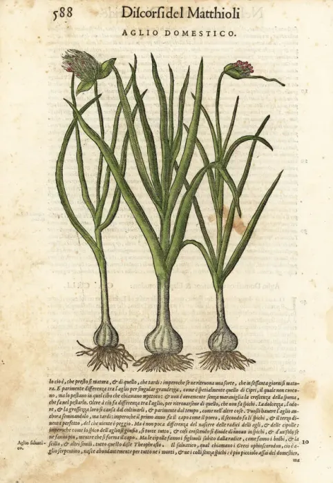 Framed Print : Garlic, Allium sativum Framed Print : Garlic, Allium sativum