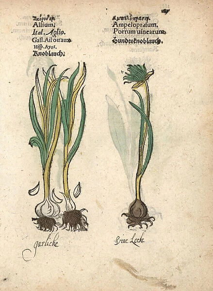 Garlic, Allium sativum, and wild garlic, Allium vineale